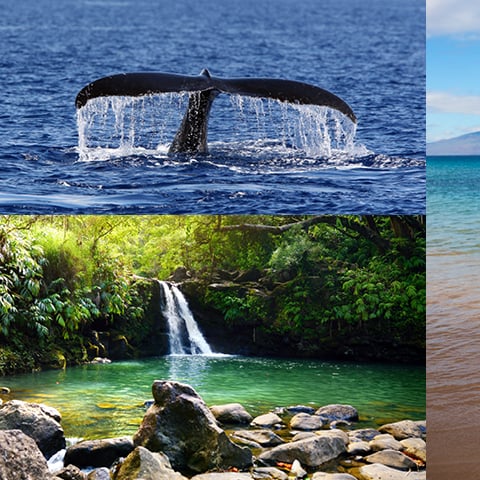 Haut5 Façons de profiter de Maui