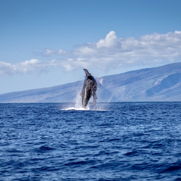 Whale watching on Maui
