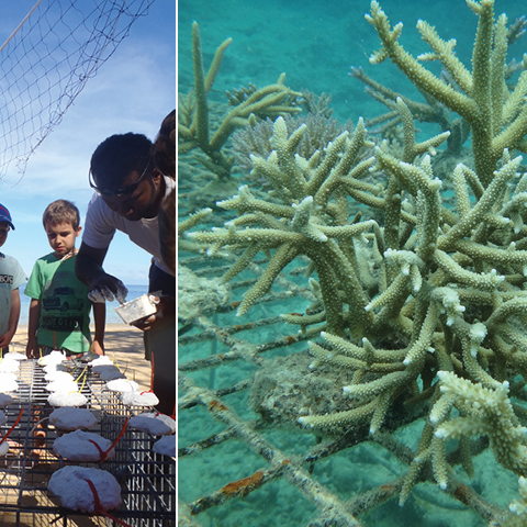 plage enfants récif océan plantation de coraux