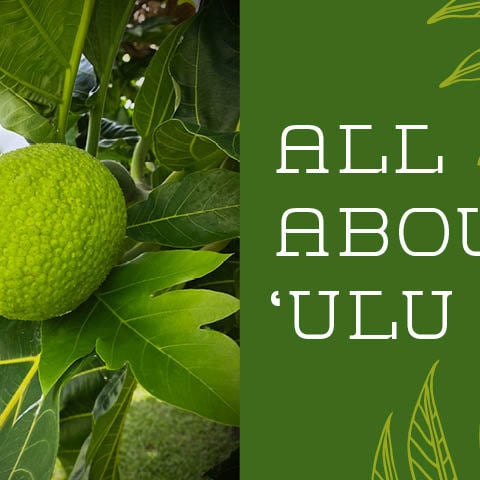 Hawaiian Breadfruit 'Ulu