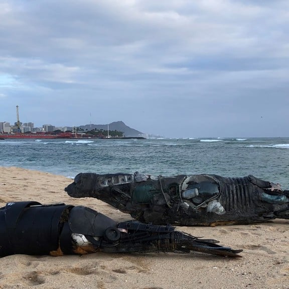 Jodi Endicott Monk Seal Art Piece (en anglais)