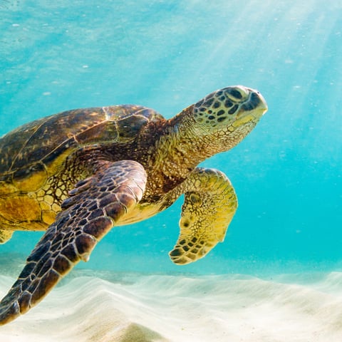 Where to see turtles - Oahu