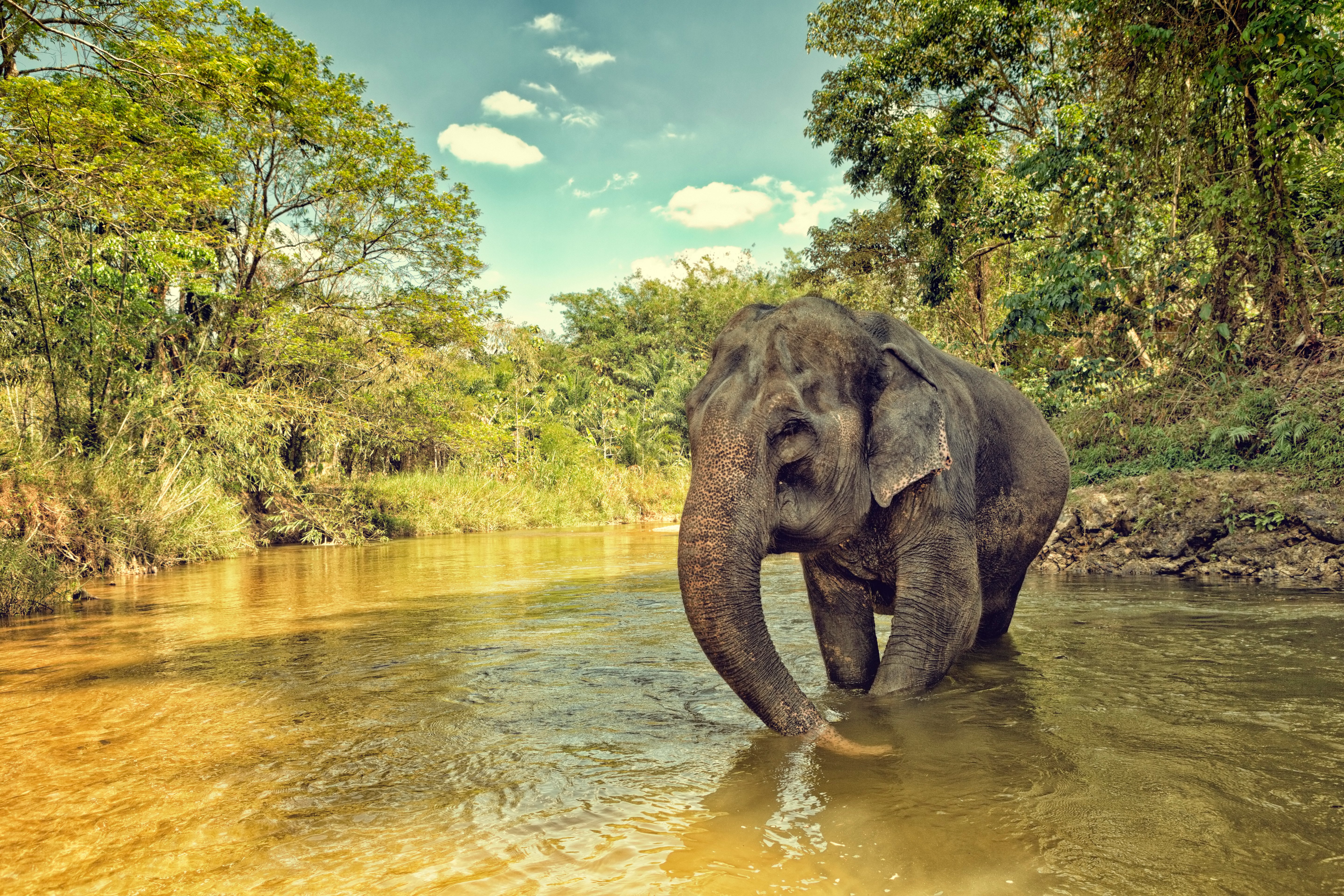 Sanctuaire des éléphants de Phuket 