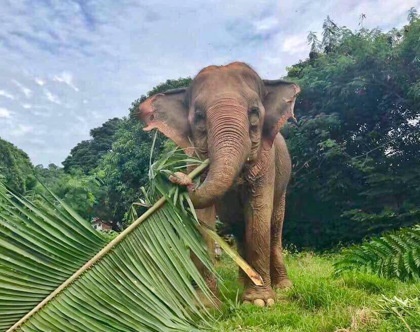 Havre des éléphants de Samui 