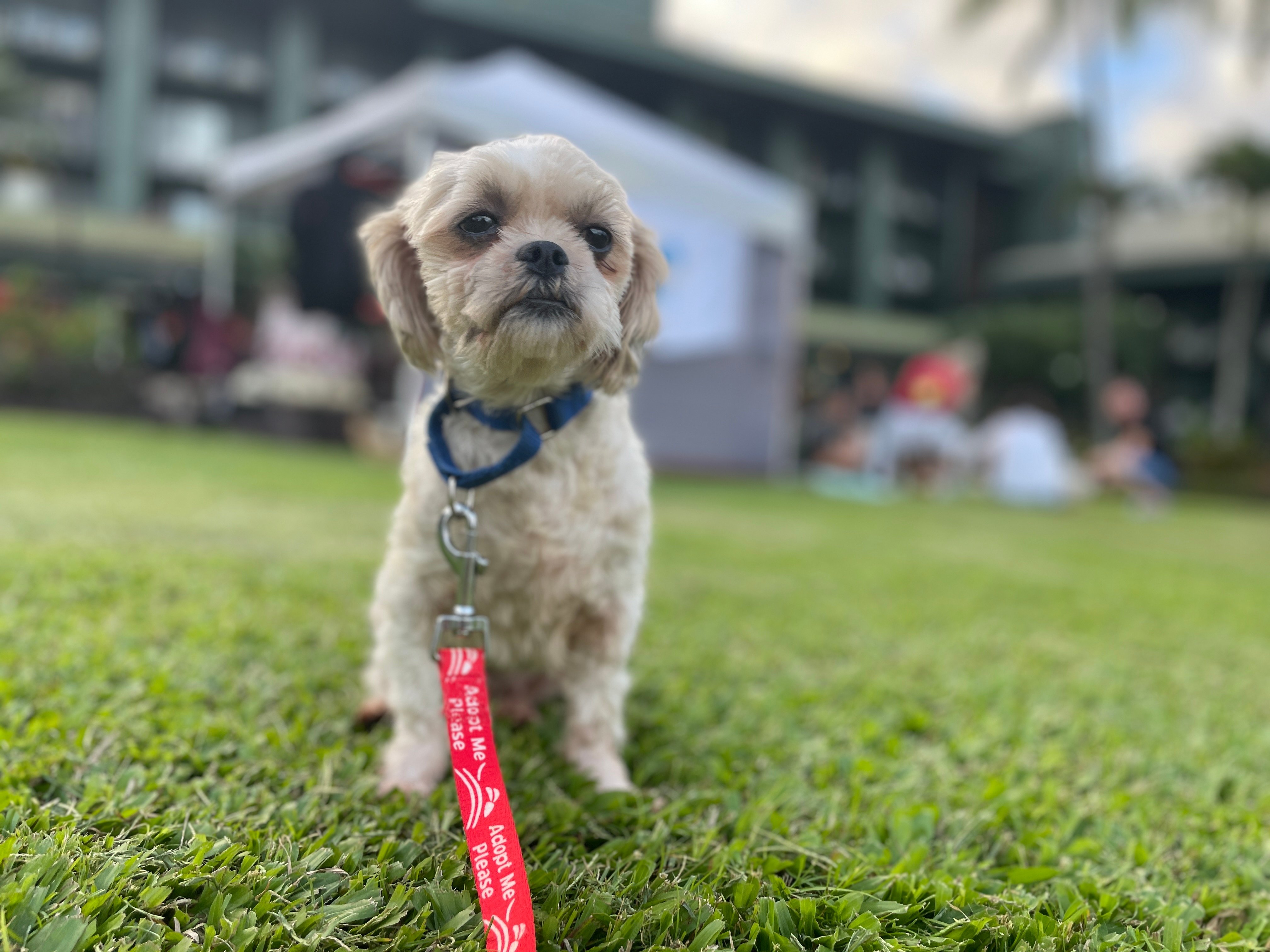Dog for adoption at OUTRIGGER Kauaʻi Beach Resort & Spa