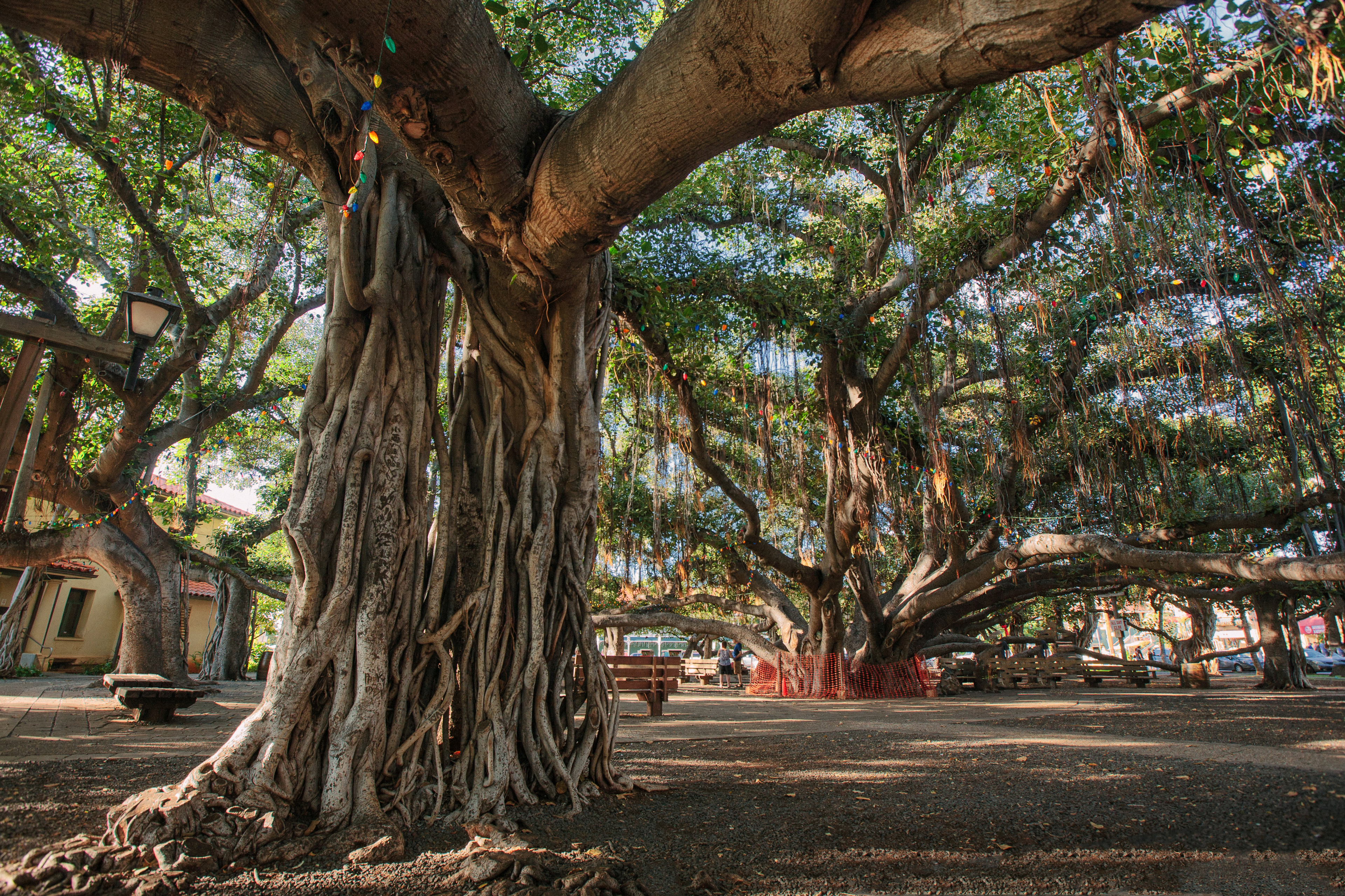Historic banyan tree in Lahaina