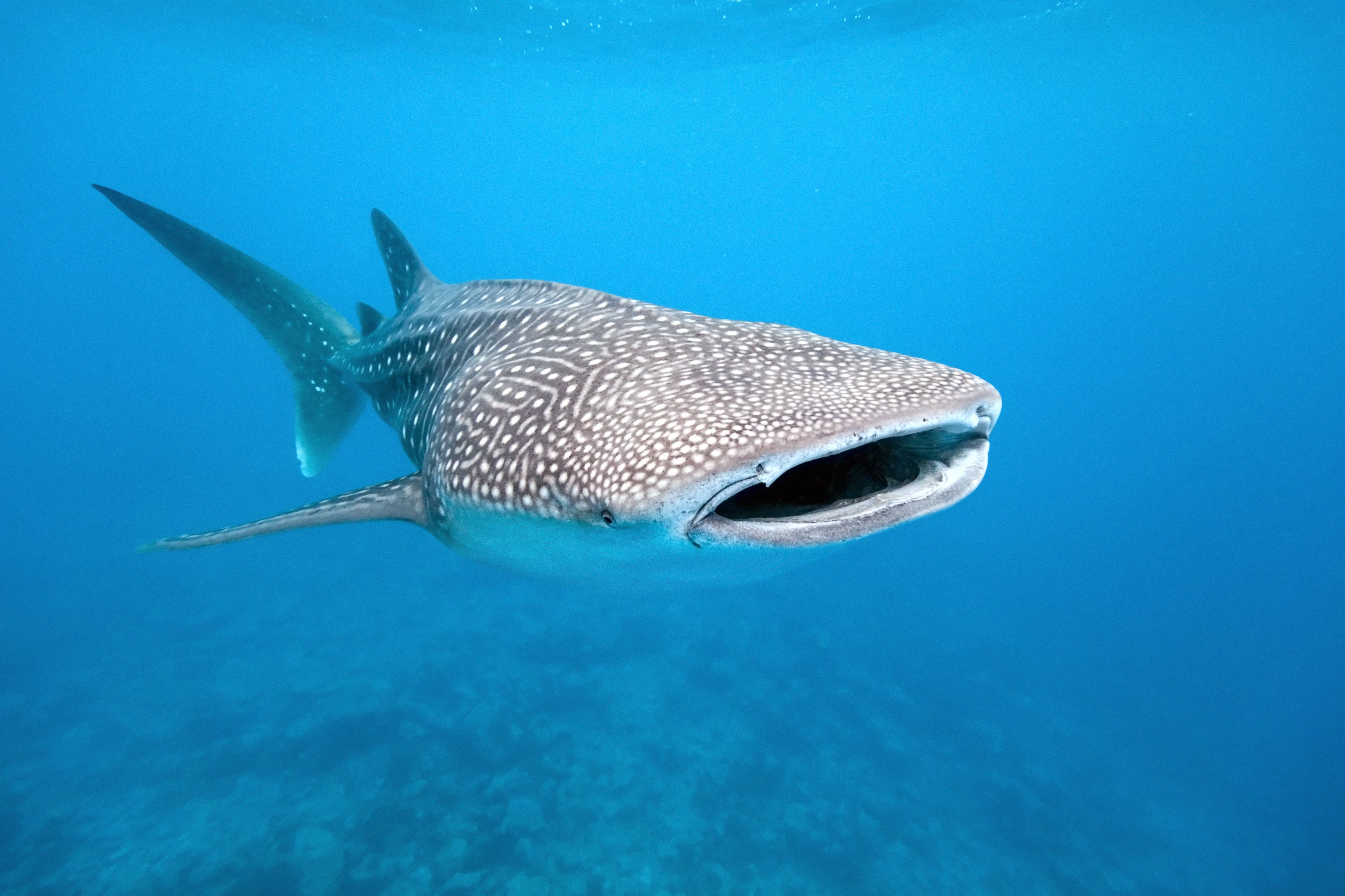 Whale sharks in the Maldives