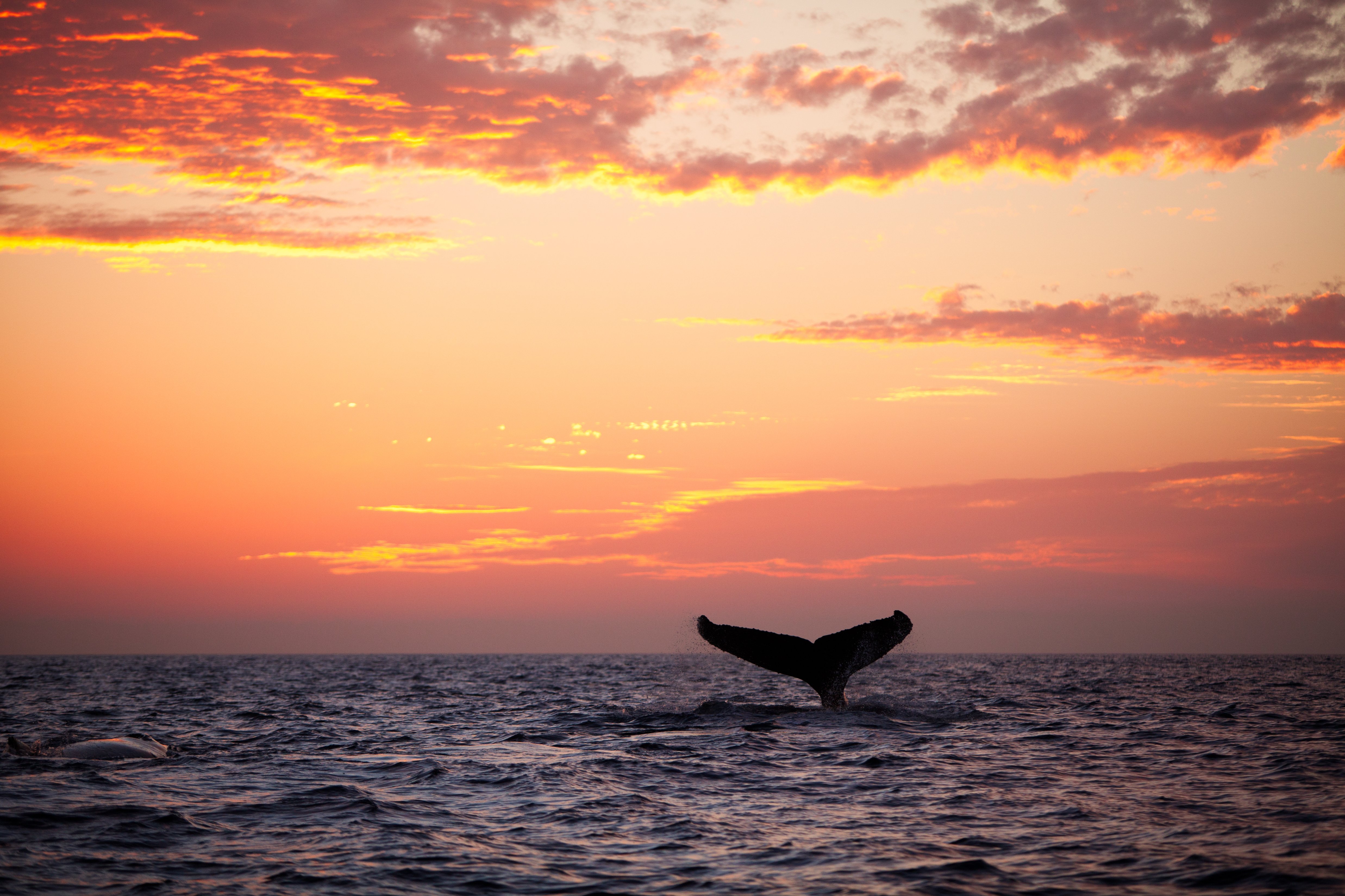 Whale sighting at sunset