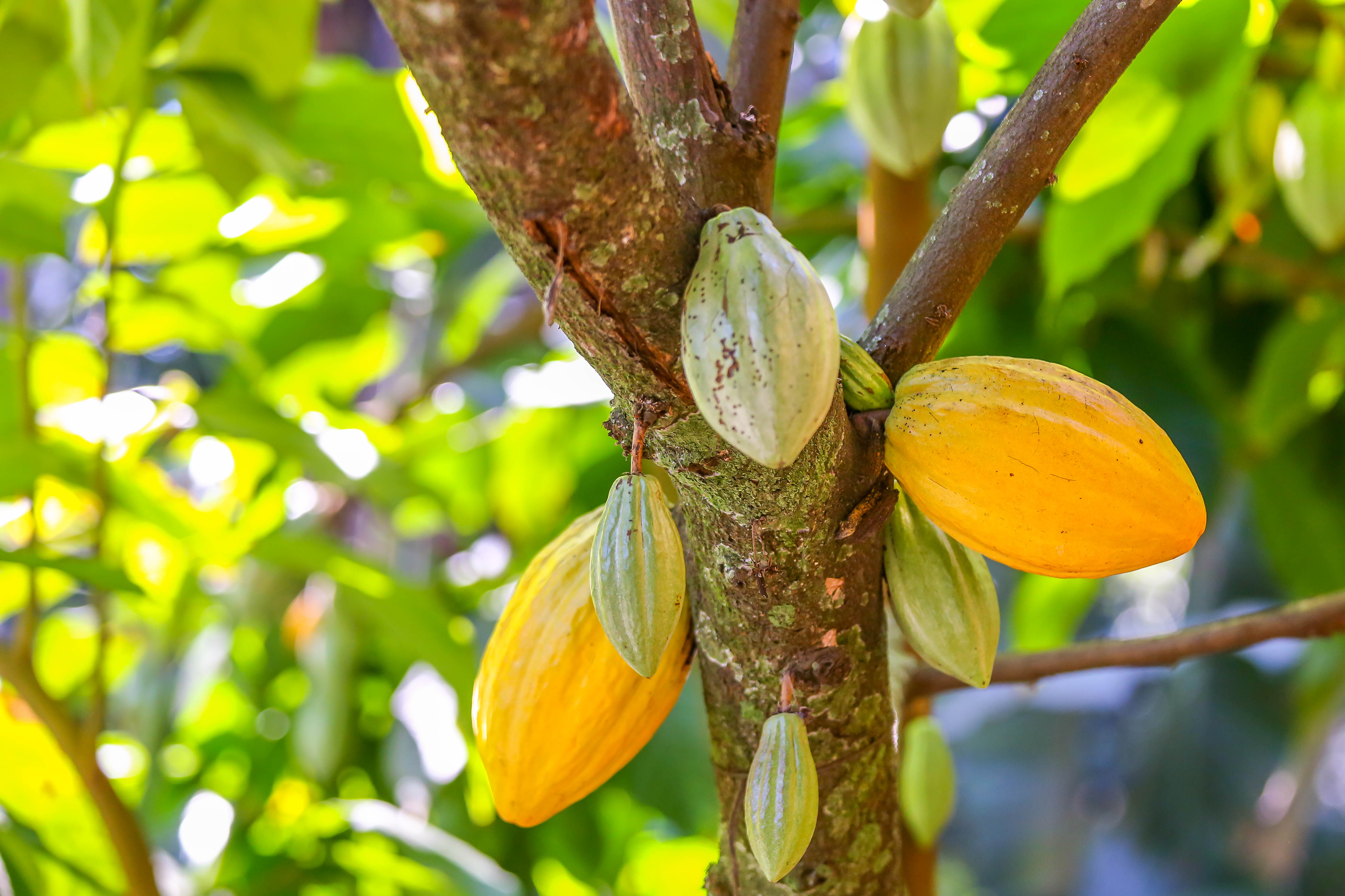 Cacao 