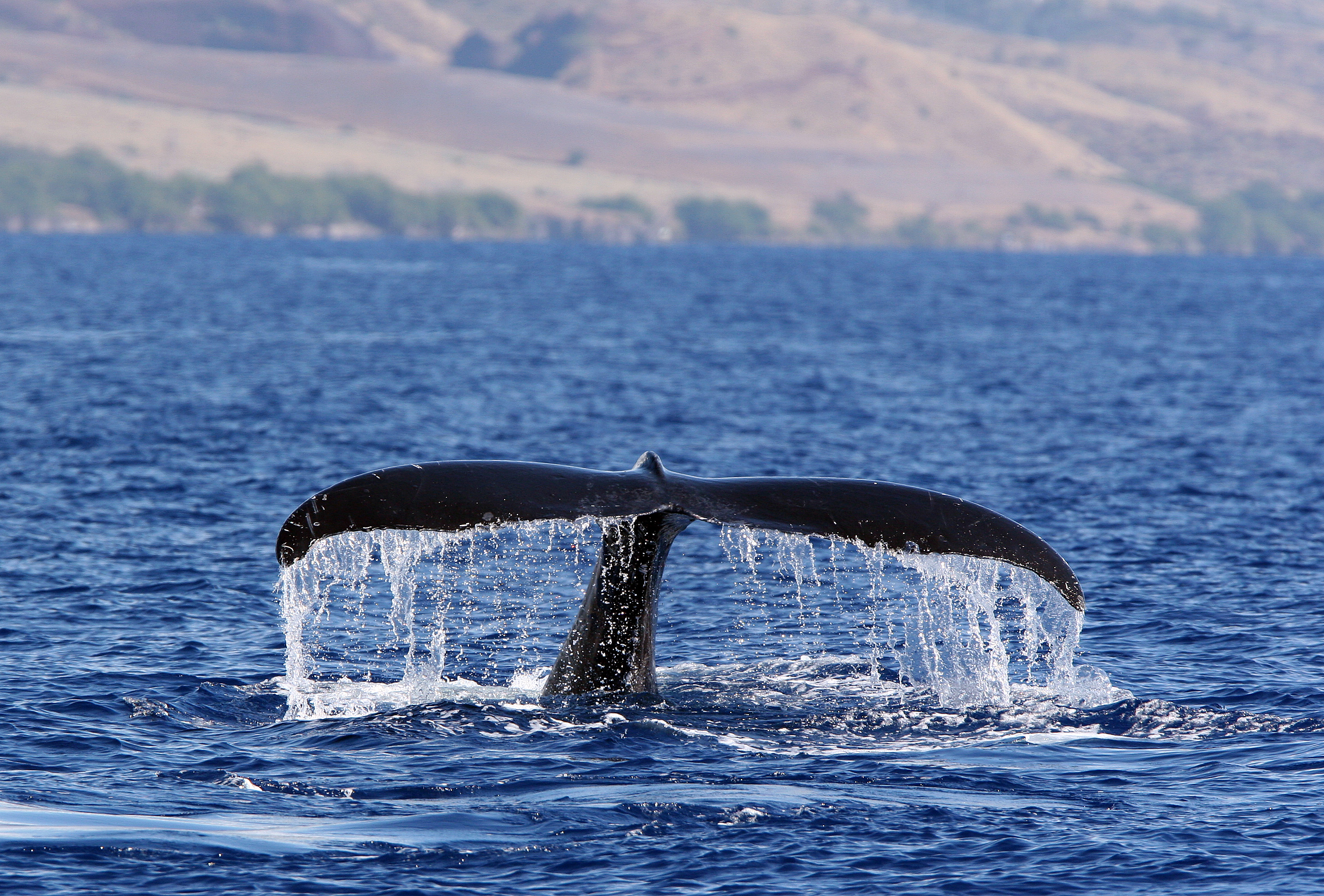 Baleine à bosse à Maui