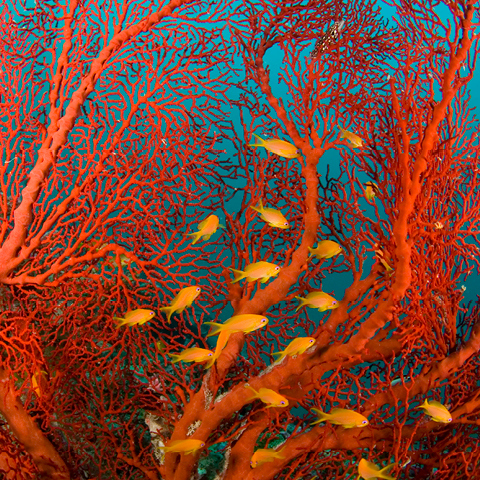 OZONE - Restauration des récifs coralliens - Outrigger Resorts