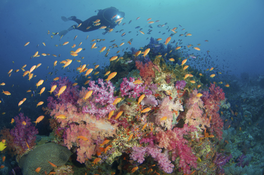 Plongée sous-marine à Castaway Island, Fidji